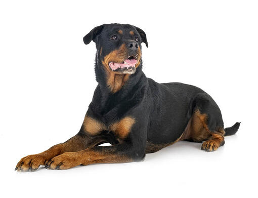 Rottweiler best sale rescue centre